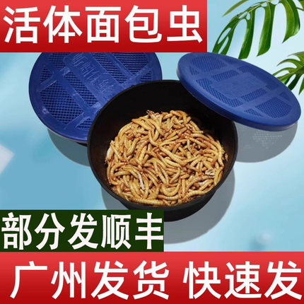 广州面包虫活体黄粉虫宠物饲料八哥鸟乌龟话梅鸟龙鱼饲料饵钓守宫
