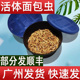 广州面包虫活体黄粉虫宠物饲料八哥鸟乌龟话梅鸟龙鱼饲料饵钓守宫