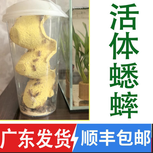 [顺丰当天发]包邮白蟋蟀针头蟋蟀