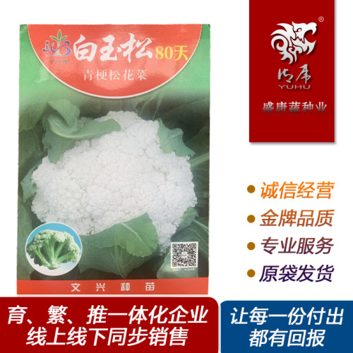 白玉松80天松花菜青梗白花菜文兴种苗花菜种子蔬菜籽2000粒