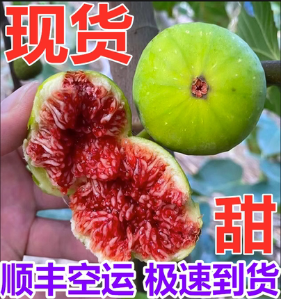 青皮无花果山东威海新鲜水果应季孕妇甜大果现摘现发顺丰包邮5斤