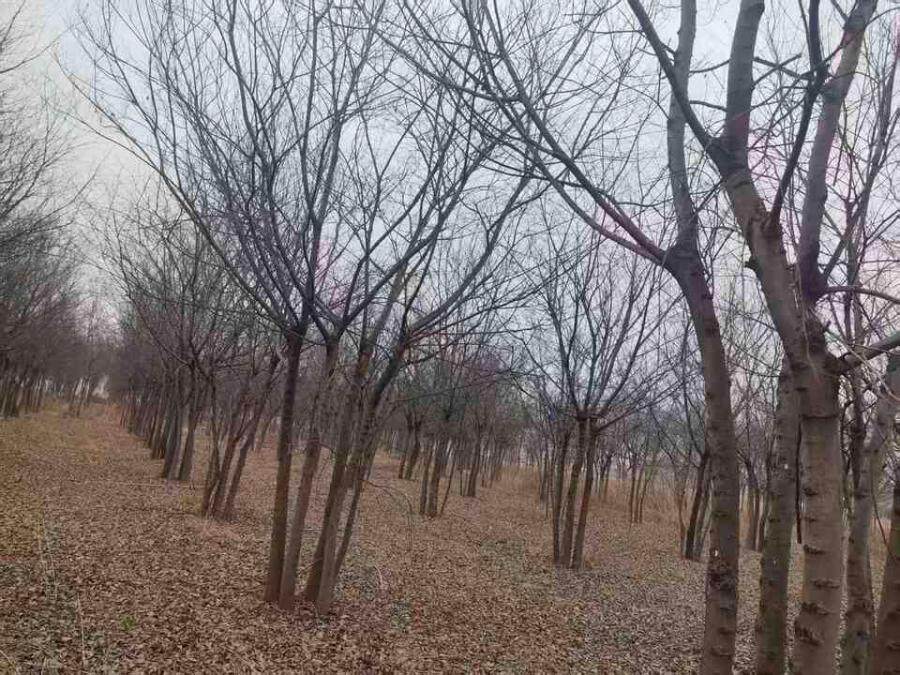 3月11日潍坊市寒亭区狮子行村400亩土地上的全部苗木网络拍卖公告