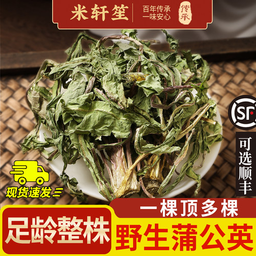 野生蒲公英中药材500克/250g蒲公英整颗干草新货蒲公英茶婆婆丁