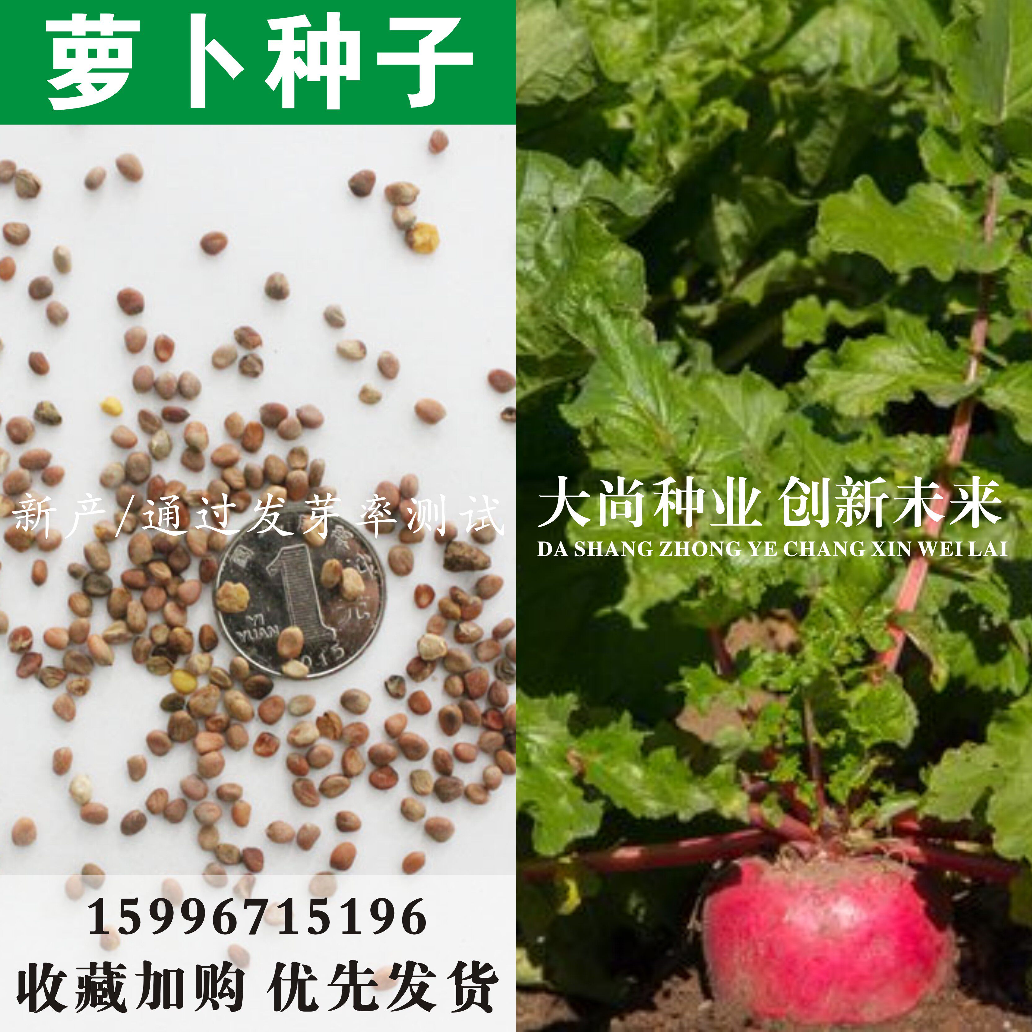 萝卜种子蔬菜四季 青萝卜 水萝卜 白萝卜 红萝卜种子 四季 包邮