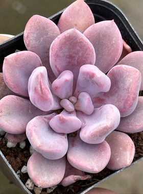 【七总】多肉，丘比特，大颗单头紫色特玉莲雪精灵皱叶月影