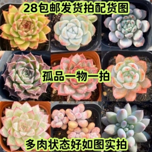 【七总】多肉，精品杂交孤品老桩一物一拍群生大颗梦露麦秆奶酪