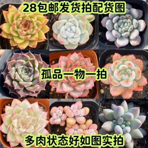 【七总】多肉，精品杂交孤品老桩一物一拍群生大颗梦露麦秆奶酪