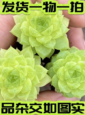 【七总】多肉，碧琪，麦秆杂交暗交月影绿心女王玫瑰一物一拍