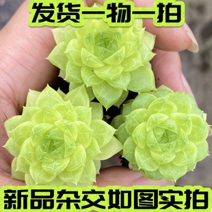 【七总】多肉，碧琪，麦秆杂交暗交月影绿心女王玫瑰一物一拍