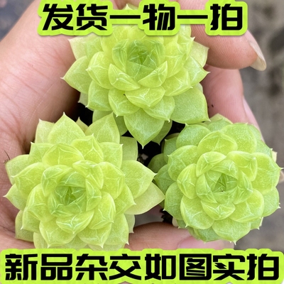 碧琪麦秆杂交暗交女王一物一拍