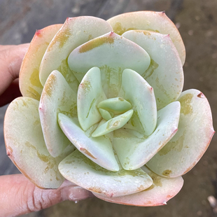 【七总】多肉，白凤，单头大颗，粉色老桩群状态稀有美观好养便宜