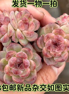 玉竹紫水晶玫瑰杂交一物一拍