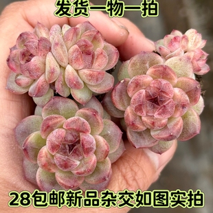 【七总】多肉，玉竹，紫水晶玫瑰暗纹杂交糖钻紫心麦秆一物一拍