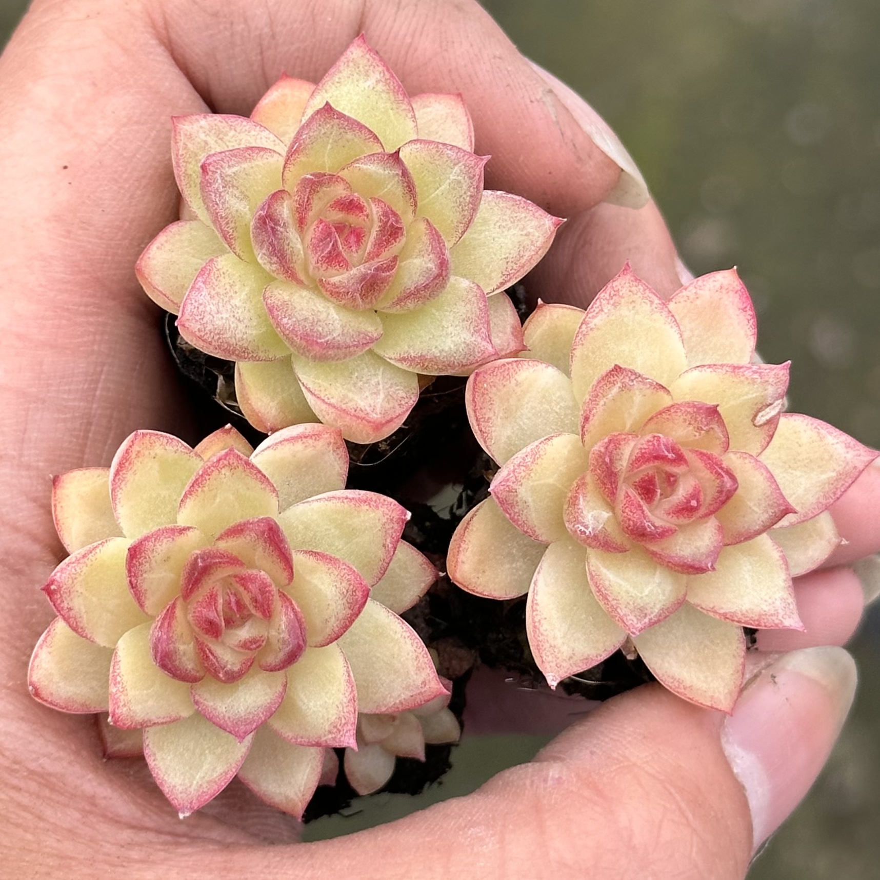 【七总】多肉，小雏菊，新品杂交暗纹麦秆女王绿色红边