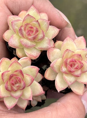 【七总】多肉，小雏菊，新品杂交暗纹麦秆女王绿色红边