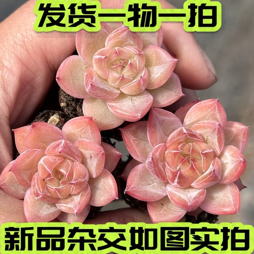 一物一拍麦秆女王暗纹香槟杂交