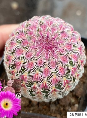 【七总】多肉，红太阳，单头大颗实生红色开花防辐射仙人球仙人掌