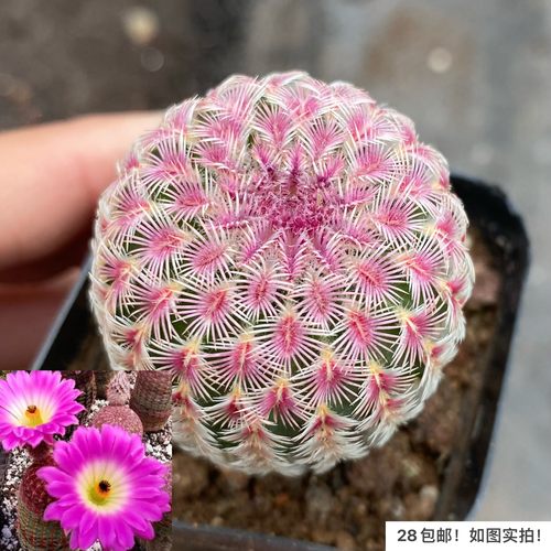 实生红太阳单头大颗仙人球好养