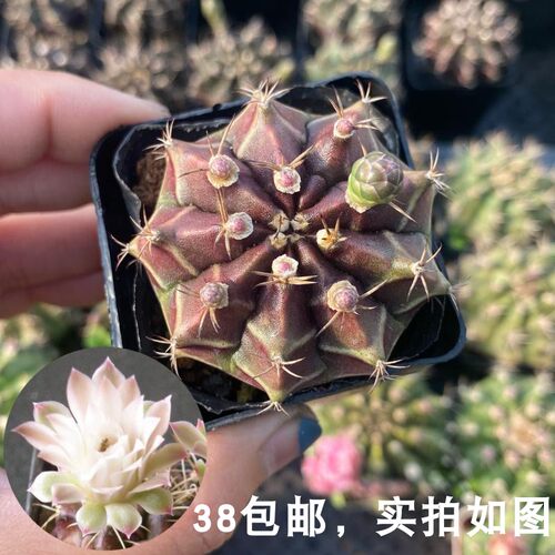 仙人掌牡丹质量怎么样 仙人掌牡丹口碑怎么样 小麦优选