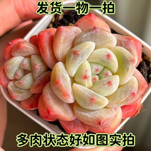 刚毅巫拉拉一物一拍多肉杂交