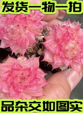 【七总】多肉，蝴蝶叶麦秆，新品杂交暗纹麦秆杂红色油蜡一物一拍