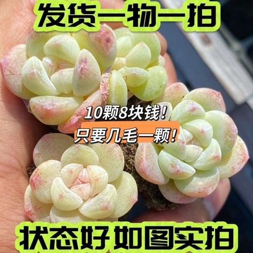 一物一拍控养奶油冰玉糖心多肉