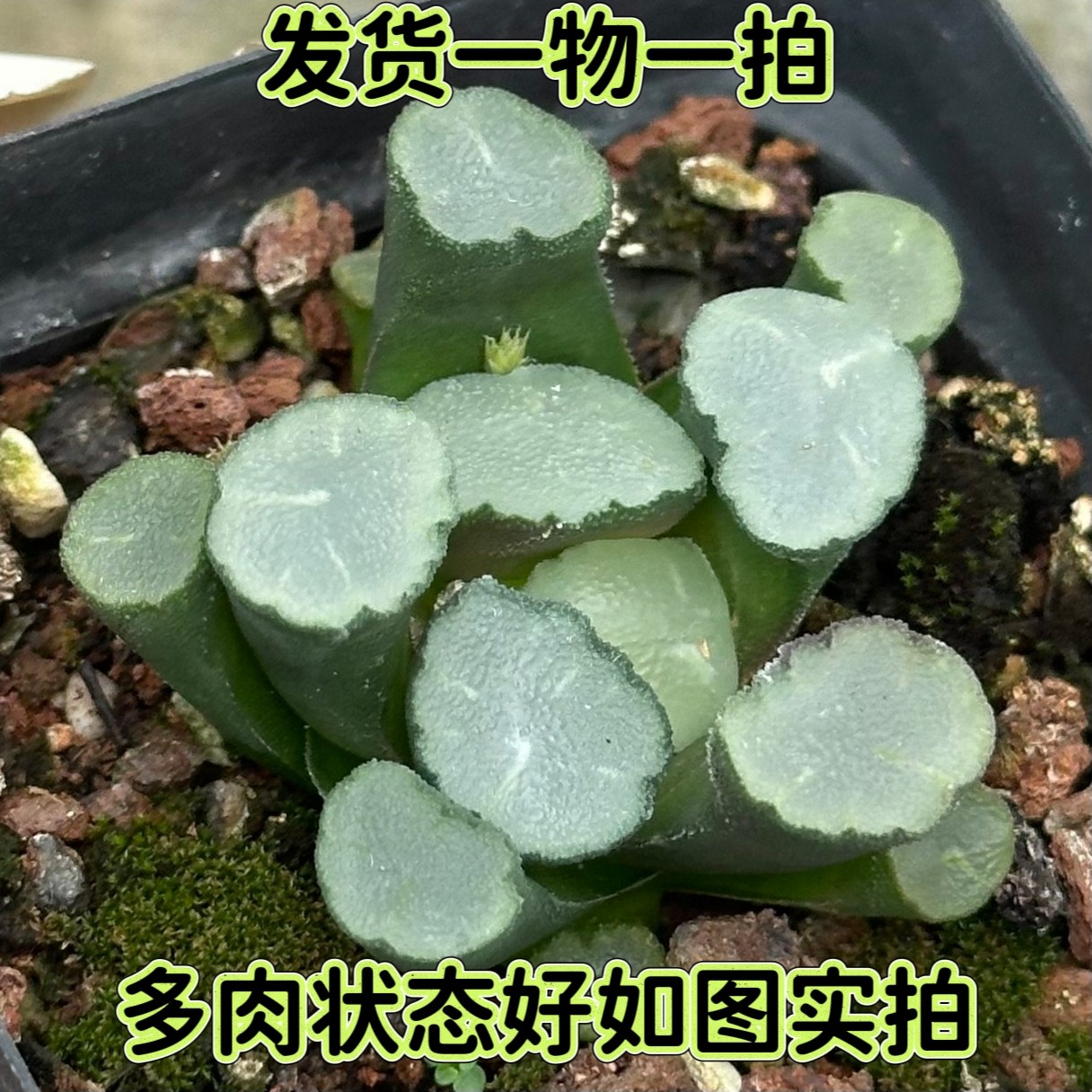【七总】一物一拍天照万象，玉露十二卷寿芦荟玉扇姬玉露万象多肉
