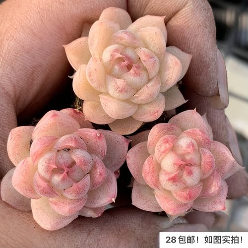 杂交血斑麦秆暗纹多肉一物一拍
