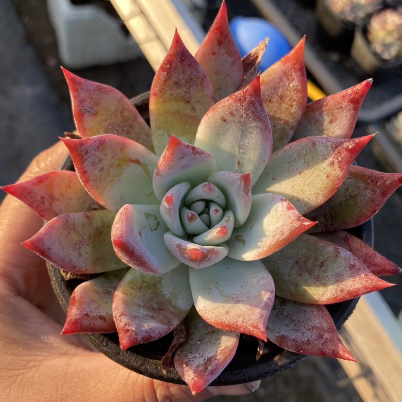 【七总】多肉,布兰迪,老桩单头大颗状态稀有便宜