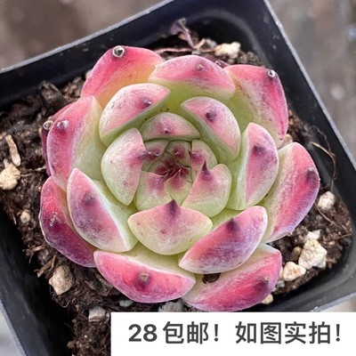 水蜜桃多肉单头吉娃娃桃美人丝绸