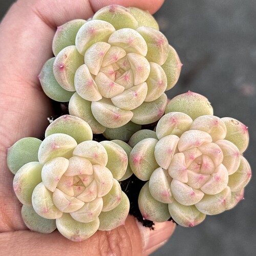 【七总】多肉，红酒桃，杂交麦秆珍妮白桃暗纹包子果冻色一物一拍