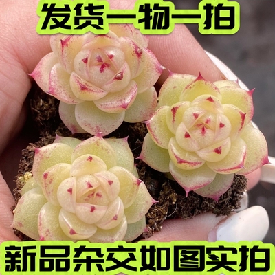 青黛多肉麦秆边线杂交一物一拍