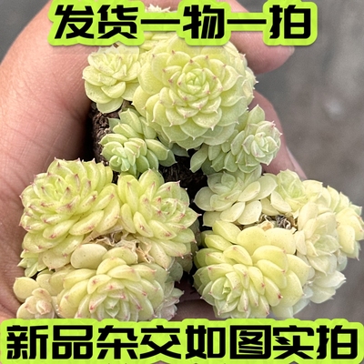小叶麦秆群杂交珍妮暗纹一物一拍