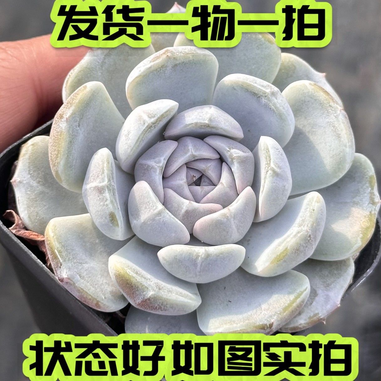 汉堡厚叶紫心雪兔多肉宽叶好养