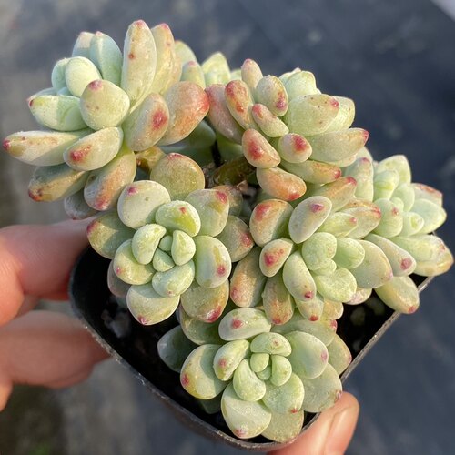 劳尔小老桩群生多肉大颗