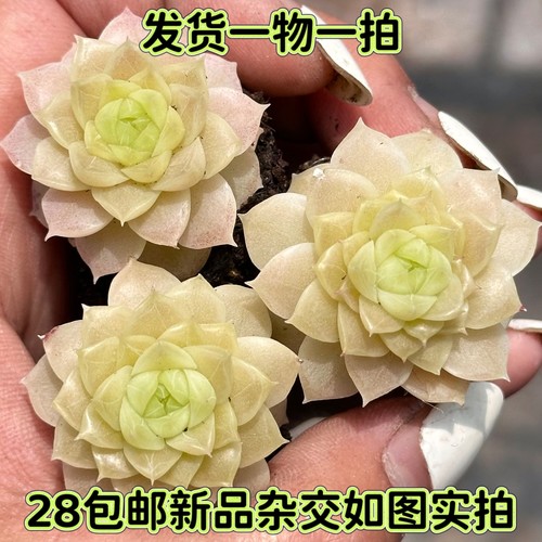 多肉麦秆杂交暗纹果冻色一物一拍