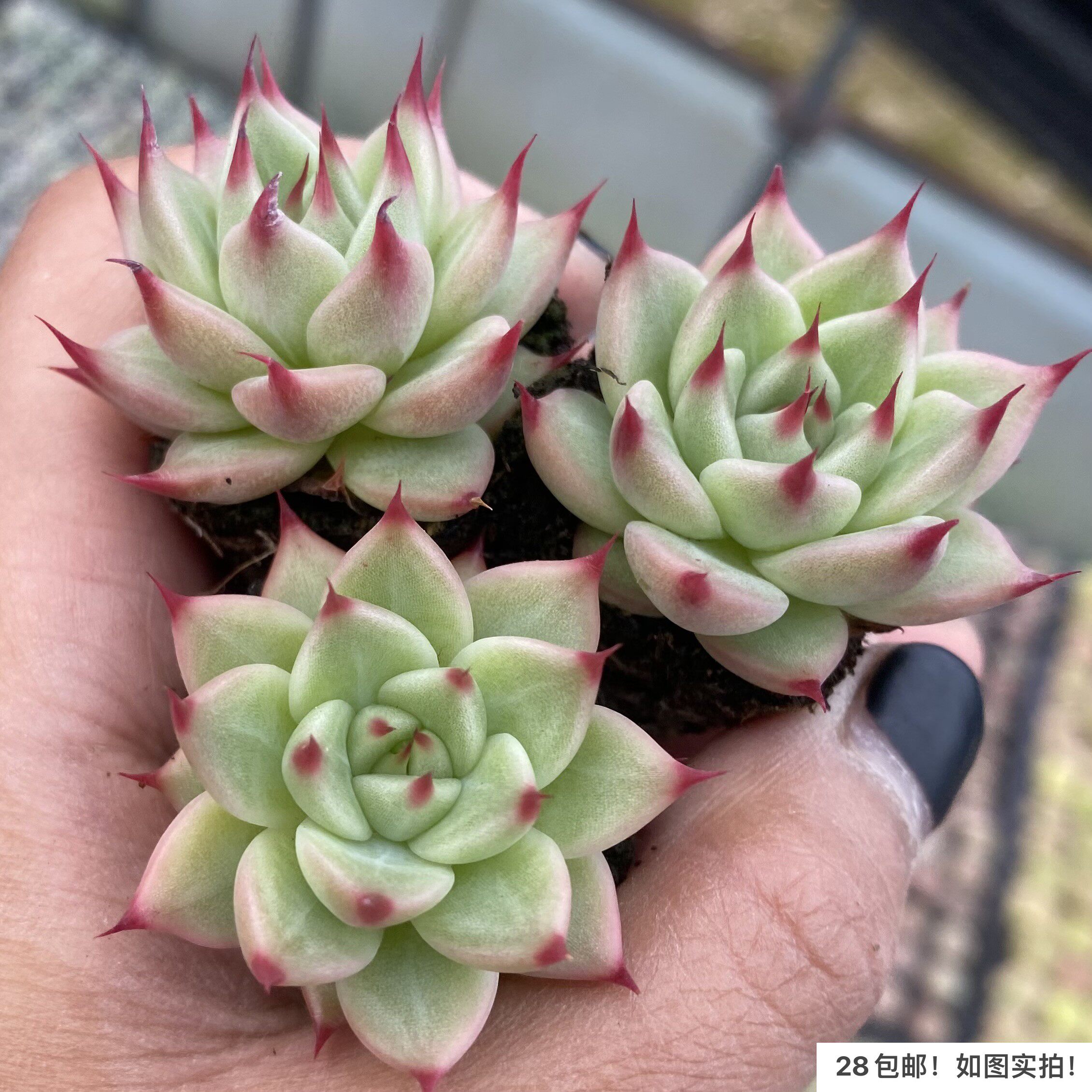 【七总】多肉,托斯卡,东云睫毛红尖暗纹美观便宜红颜蜜语蓝龙