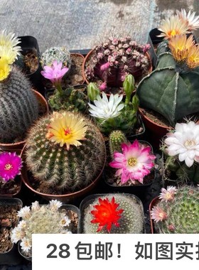 【七总】多肉，仙人球仙人掌，实生办公室鸾凤玉星兜开花牡丹好养