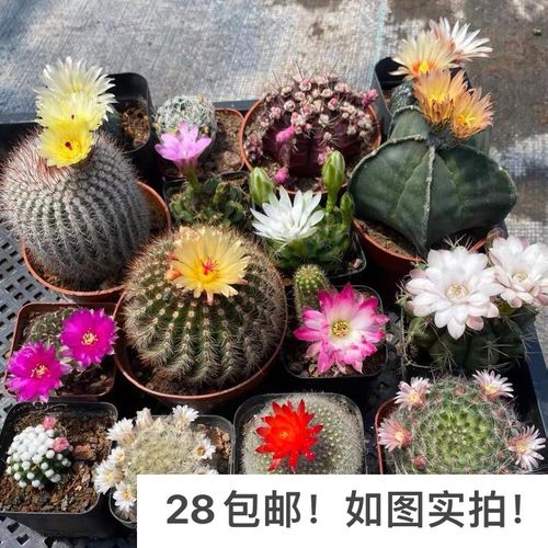 实生仙人球星兜鸾凤玉肋骨菲牡丹