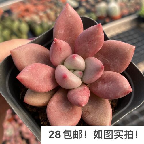 桃花源红色单头大颗好养便宜多肉