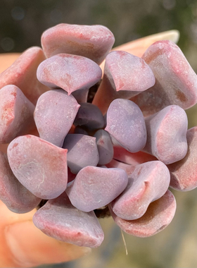 【七总】多肉，丘比特，大颗单头紫色特玉莲雪精灵皱叶月影