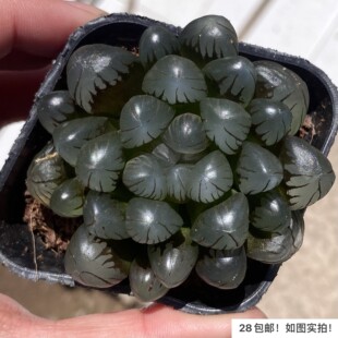 【七总】多肉,冰灯玉露,单头大颗,十二卷状态稀有好养便宜