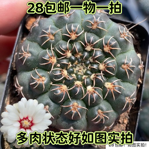 多肉瑞昌玉开花仙人掌一物一拍
