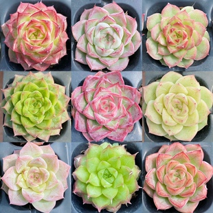 【七总】多肉，麦秆女王，暗纹糖心杂交红边线睫毛