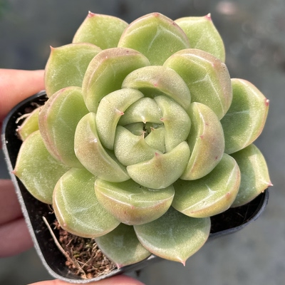 白玫瑰多肉冰城东云多肉