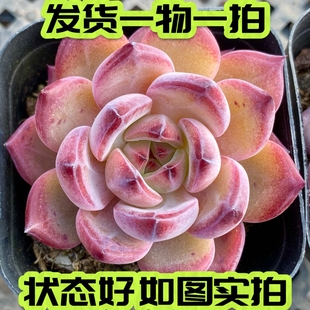 【七总】多肉，比翼鸟夜魔侠。暗纹香槟杂交状态好养便宜一物一拍