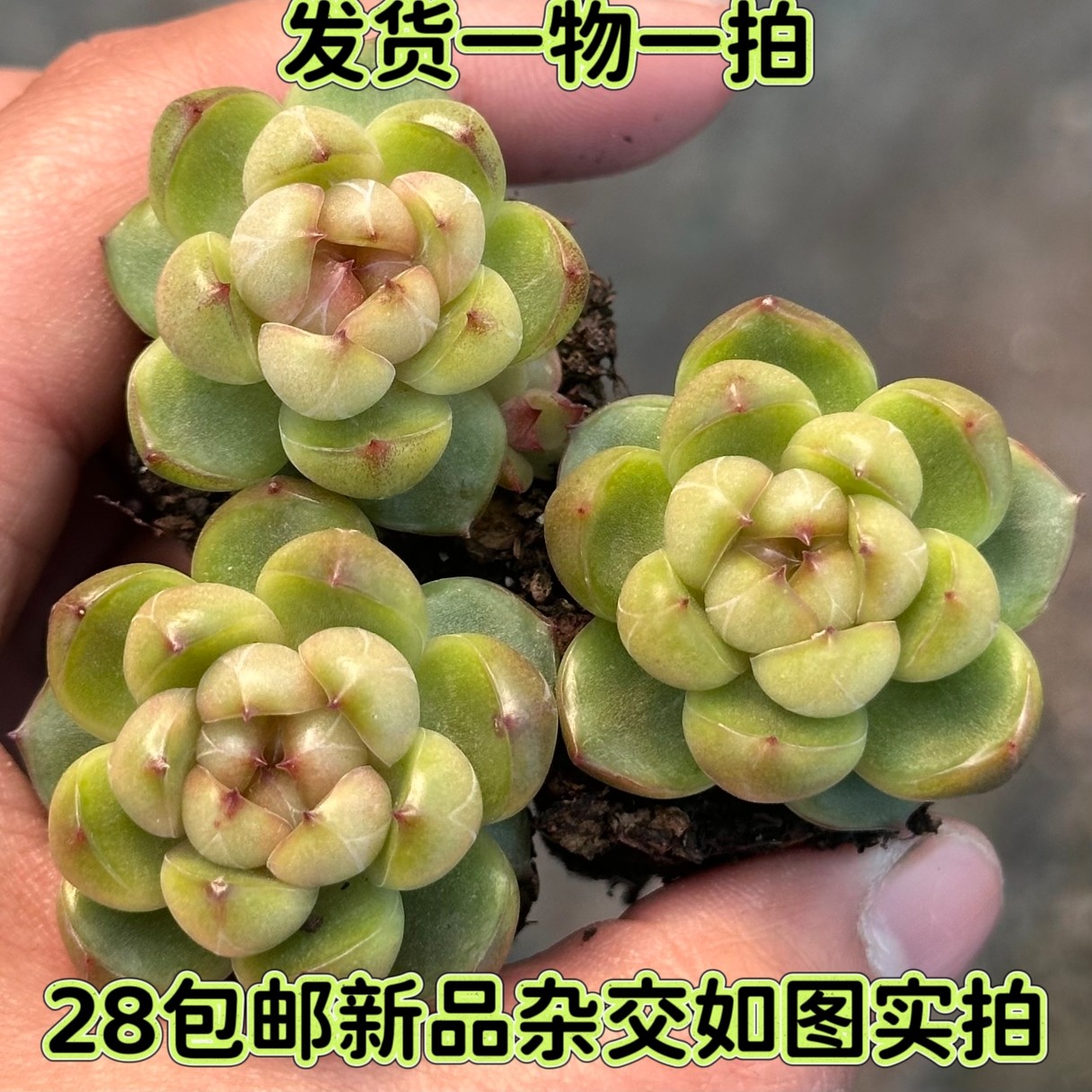 【七总】一物一拍玛瑙珍妮，糖心珍妮麦秆杂交暗纹糖心多肉