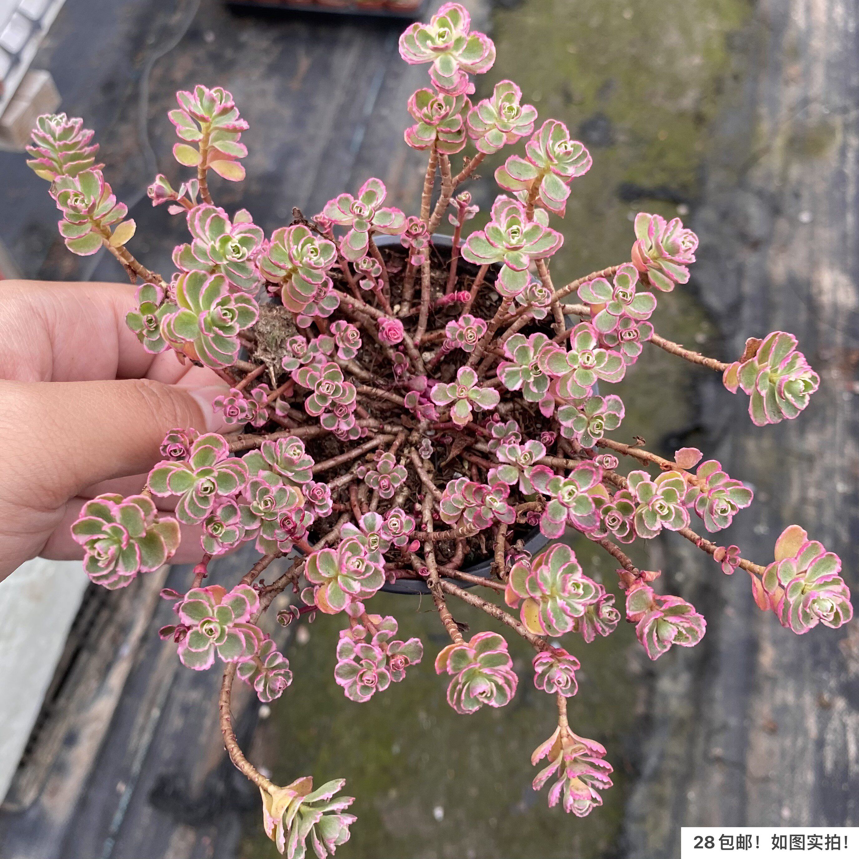 【七总】多肉小球玫瑰锦,群生护盆草大颗状态稀有美观好养便宜