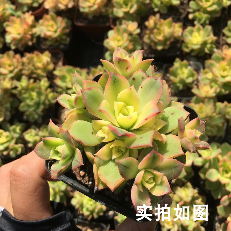 【七总】多肉,艳日辉,大颗单头老桩法师状态稀有美观好养便宜