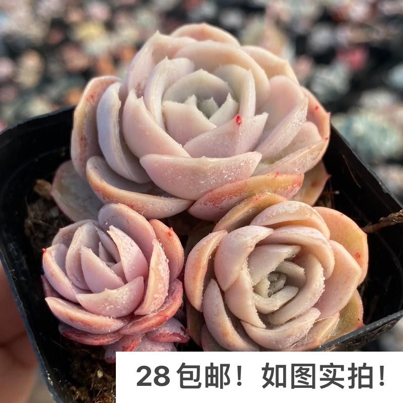 【七总】多肉，蓝色惊喜，单头群生大颗紫色状态稀有美观好养便宜,鲜花速递/花卉仿真/绿植园艺,多肉植物,淘宝优惠券,粉丝福利购,淘宝优惠卷